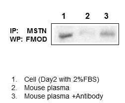 혈장 내 MSTN과 FMOD 단백질 결함 관찰. 혈장 내 두 단백질의 결합을 관찰하기 위해 co-immunoprecipiation을 진행하였음 [IP(immunoprecipitation): MSTN 항체, WP (Westernblot): FMOD 항체]