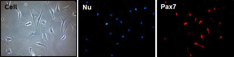 근육줄기세포 내 Pax7 발현관찰. Pax7 단백질의 발현을 관찰하기 위해 8일 동안 배양한 근육줄기세포를 고정한 후 Pax7 항체를 이용하여 면역염색법을 진행하였음 (파란색: 핵, 붉은색: Pax7)