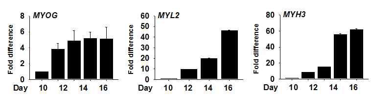 분화시간에 따른 근육분화 마커 유전자의 발현. 근육줄기세포의 분화정도를 관찰하기 위해 MYOG, MYL2, MYH3 유전자의 발현을 관찰하였음. 근육줄기세포를 추출하고 10일, 12일, 14일, 16일 동안 배양한 후 RNA를 추출하여 cDNA로 합성한 후 real time RT-PCR로 분석하였음 (평준화 (normalization) 는 GAPDH 유전자를 이용하였음. 10일 배양한 세포의 값을 1로 놓고 나머지 배양한 세포의 상대값을 계산함)