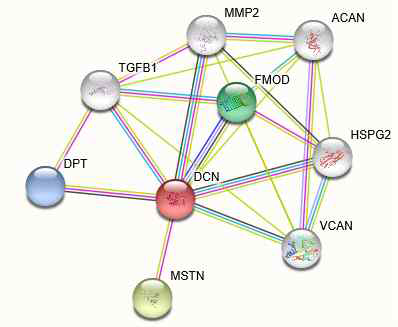 String 분석을 통해 DPT와 MSTN이 연관성이 있음을 예측함