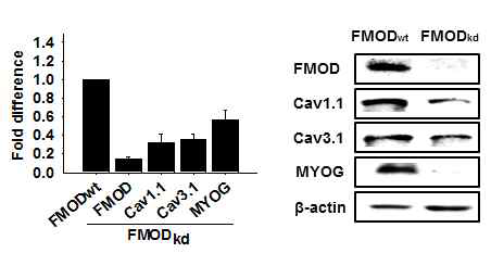 C2C12 세포에 FMOD knock-down construct를 주입한 후 2일 동안 근육분화처리를 진행하였음. 칼슘채널 관련 Cav1.1과 Cav3.1 유전자 및 단백질의 발현을 real time RT-PCR법과 Western blot 법으로 관찰함