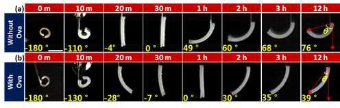 Ova-각인 하이드로겔/PET 이중층 액츄에이터의 Ova 추출 후 (a) pH 6.5 PBS와 (b) 50 μg/ml Ova 농도의 pH 6.5 PBS 용액 내에서의 굽힘 각 이미지