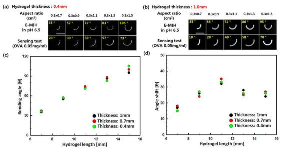 Ova-각인 하이드로겔/PET 이중층 액츄에이터 (a) 하이드로겔 두께 0.4 mm (b) 1.0 mm일 경우 pH 6.5 PBS와 50 μg/ml Ova 농도의 pH 6.5 PBS 용액 내에서의 굽힘 각 이미지, (c) 하이드로겔 종비와 굽힘 각 그래프 및 (d) 하이드로겔 종비와 굽힘 각 변화 그래프. 모든 스케일 바는 1cm이다