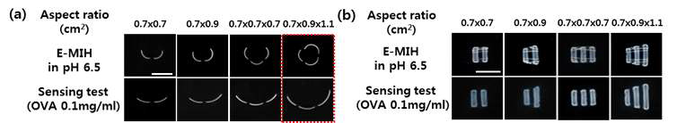 (a) 직렬 패터닝과 (b) 병렬 패터닝된 Ova-각인 하이드로겔/PET 이중층 액츄에이터의 pH 6.5PBS와 50 μg/ml Ova 농도의 pH 6.5 PBS 용액 내에서의 굽힘 각 이미지. 모든 스케일 바는 1cm이다