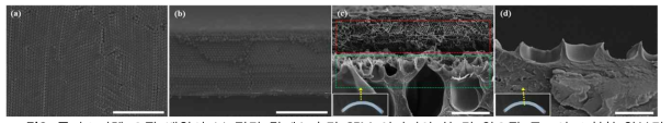 폴리스티렌 오팔 배열의 (a) 정면 및 (b) 측면 SEM 이미지와 한 면 역오팔 구조의 소혈청 알부민 각인된 하이드로겔 프리스탠딩 필름의 (c) 역오팔면 및 (d) 그 반대면의 측면 SEM 이미지