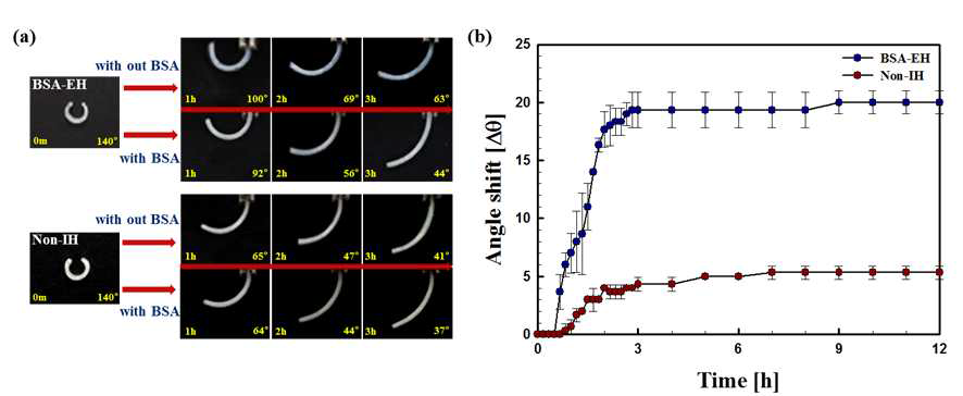 BSA-EH 및 Non-IH 필름들의 BSA 존재하는 용액과 존재하지 않는 용액 내에서 시간 변화에 대한 (a) 굽힘 거동 이미지 및 (b) 시간에 따른 굽힘 각 변화 그래프