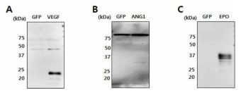 제작된 knock-in 세포에서 VEGF (A), ANG1 (B), EPO (C)의 단백질의 발현 및 분비를 Westen blotting으로 확인