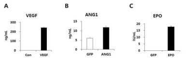 제작된 knock-in 세포에서 VEGF (A), ANG1 (B), EPO (C)의 단백질의 분비량을 ELISA 분석으로 확인