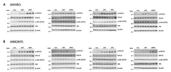 제작된 각각의 knock-in 세포가 HUVEC과 HEK293T에서 ERK와 AKT 신호전달계에 미치는 영향을 Western blotting으로 확인