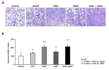 HUVEC에서 migration assay를 통한 VEGF-/ANG1-hUCMSC의 혈관생성 유도능 검증