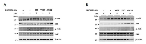 LPS에 의해 유도된 염증반응 상태에서 항염증인자 분비 줄기세포가 HUVEC세포의 p38과 JNK 신호전달계에 미치는 영향을 Western blotting으로 확인