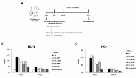 급성 신부전 동물 모델(A), 급성 신부전 모델에 이식된 각 세포시트별 BUN (B)과 PCr (C) 수치