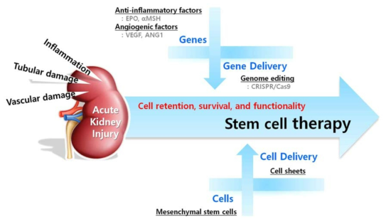 중간엽 줄기세포, 유전체 편집기술, 세포 시트(Cell sheet) 등의 기술을 융합하여, 이식된 세포의 유지(retention), 생존(survival), 기능성(functionality)의 극대화를 통한 급성 신부전의 세포 치료 기술개발 개념도. 급성 신부전은 염증반응, 신 세뇨관 및 혈관 손상 등이 동반되어 신 기능이 급속히 저하되는 중요한 질환으로서, 본 연구에서는 세포 치료를 통해 급성 신손상의 근본적인 재생 치료 개발을 목표로 함. 이를 위해 이미 알려진 항염증인자인 EPO와 αMSH 및 혈관재생인자인 VEGF와 ANG1을 지속적으로 분비하는 제대 중간엽 줄기세포를 제작하여, 급성 신손상 회복을 위한 세포 치료제를 개발하고자 함. 특히, 유전체 편집 기술을 활용하여 안정적으로 세포 내에 해당 유전자를 도입하여 임상적용이 가능한 기능성 줄기세포를 제작하며, 3차원 조직 배양 기술과 세포 sheet 기술 (Multi-layered cell sheet)을 접목하여, 지속적으로 항염증인자와 혈관재생인자를 체내로 전달함으로서 급성 신손상을 근본적으로 치료하는 세포 치료법을 개발하고자 함