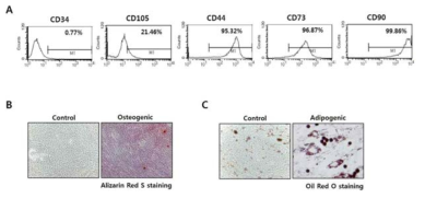 UC-MSC의 줄기세포성 검증. (A) FACS 분석을 통한 MSC의 세포표면 단백질 발현률 분석. (B) Alizarin Red S 염색법으로 골모세포로의 분화능 확인 (C) Oil Red O 염색법으로 지방모세포로의 분화능 검증