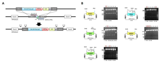 AAVS1-ZFNs을 이용한 knock-in 세포 제작 모식도(A), 각 유전자의 AAVS1-SA-Puro-pEFlα-MSC donor vector내로의 클로닝