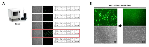 Neon기기를 이용한 UC-MSC의 Electroporation 조건 확립(A). Electroporation 후, puromycin 선별 후(B) GFP 발현 양상