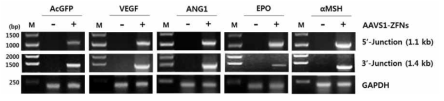Junction PCR을 통한 AAVS1 locus 내의 유전자 삽입 확인