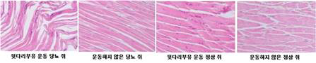 흰쥐 극상근 힘줄조직 H&E 염색 사진