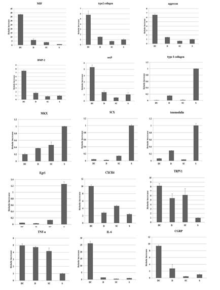 기계적 하중을 받은 당뇨군(DU), 하중없는 당뇨군(D), 기계적 하중받은 대조군(SU), 하중 없는 대조군(S)쥐의 극상근 힘줄조직에서 Real-time RT-PCR 패턴