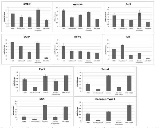 힘줄유래 줄기세포에서 Substance-P 및 MIF 처치에 따른 분화방향성 및 통증 PCR 패턴