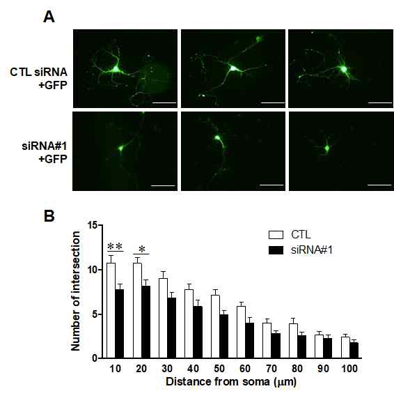 Arhgef4 KO 마우스에서 neurite의 감소