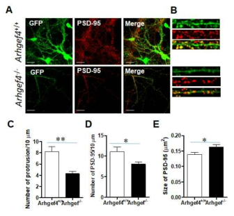 Asef1이 신경세포의 시냅스 구조에 미치는 영향 (A) WT와 Homo 마우스 해마로 부터 분리 배양된 신경세포 (B) 분석에 사용된 가지돌기 (C) 가지돌기 10 μm 당 신경돌기의 수 (D) 가지돌기 10 μm 당 PSD-95 particle의 수 (E) 평균 PSD-95 particle의 크기