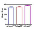 Arhgef4 KO 마우스 (Asef1 KO 마우스)의 rotarod test 결과