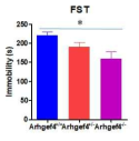 Arhgef4 KO 마우스 (Asef1 KO 마우스)의 forced swim test 결과