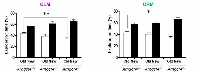 Arhgef4 KO 마우스 OLM test와 ORM test의 결과