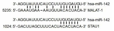 miR-142, MALAT-1, STAU1 RNA alignment