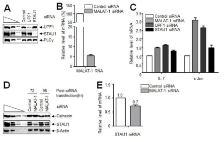 MALAT-1의 발현 변화에 의한 STAU1의 변화