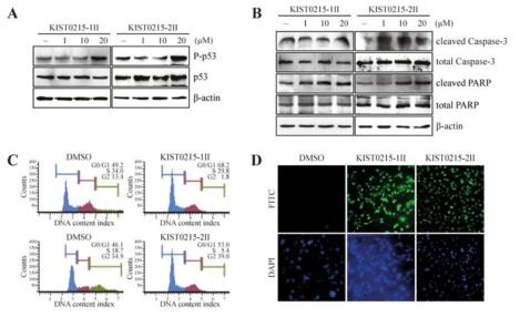 Effects of KIST0215-1II and KIST0215-2II on Apoptotic Signaling Pathway