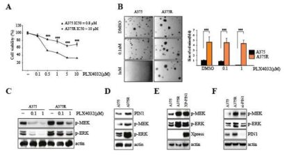 PIN1 overexpressed in PLX4032 resistance cells