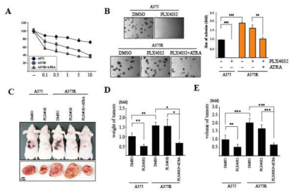 PIN1 inhibitor ATRA restores PLX4032 sensitivity in melanoma resistance cells