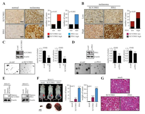 SUV39H1 is correlated with PIN1 and its regulates cell transformation and tumorigenesis