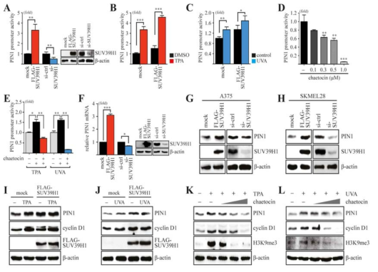 SUV39H1 induced PIN1 expression by PIN1 promoter activation