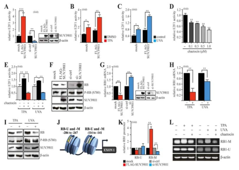 SUV39H1 regulates E2F1 activity through enhanced CpG methylation in RB promoter