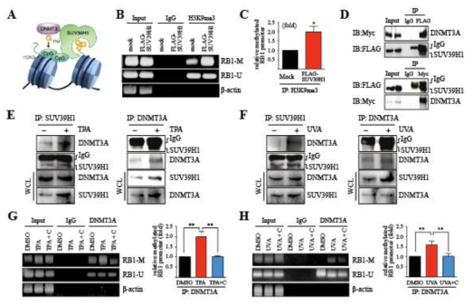 SUV39H1 regulates E2F1 activity through enhanced CpG methylation in RB promoter