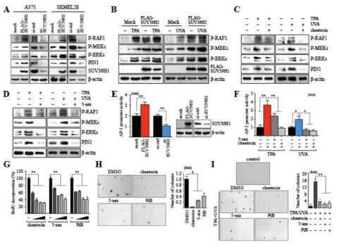 The SUV39H1/DNMT3A axis promotes melanoma tumorigenesis via PIN1-mediated upregulation of AP-1 activity