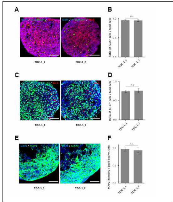 동일한 정상 아동(TDC)로부터 유래한 두 종류의 iPSCs로 생성한 미니 브레인이 동등한 분화능 및 분열능을 보임을 확인함. Scale bars : 100 μm