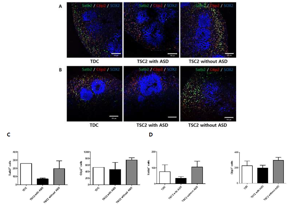 70일간 배양한 미니 브레인의 절편에서 progenitor cell marker인 SOX2(파란색), Projection neuron marker 인 Satb2(녹색), tip2(빨간색)를 면역화학염색법으로 확인한 결과. 첫 번째 배양(A, C)과 두 번째 배양(B,D)에서 모두 비슷한 양상의 결과를 얻을 수 있었음. Scale bars : 100 μm