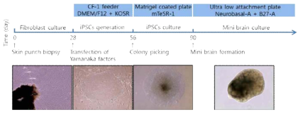 미니 브레인 배양 시스템의 타임라인