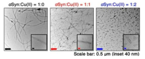 구리 이온 존재 하의 알파시누클린 섬유의 morpology 확인