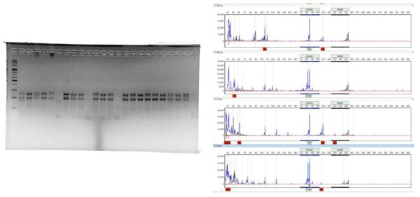 PCR 증폭 확인 및 Gene marker 프로그램을 이용한 개체 구분(마커 SW830, S0090 예시)