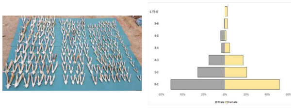 멧돼지 연령 추정 표본 수집 및 개체군 내 성별, 연령별 피라미드 구조
