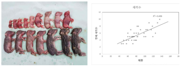 멧돼지 생산력 파악 및 체중별 한배 새끼수