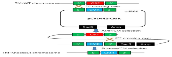 The scheme of the TM gene knockout experiment using suicide vector and allelic exchange mechanism