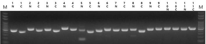 Constructed suicide vectors for knockout of 11 T.martimum target genes