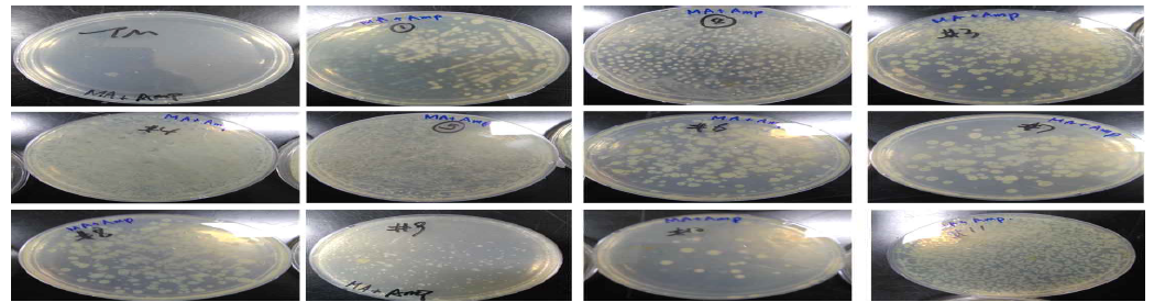 Colony formation on the first crossing over selection plate