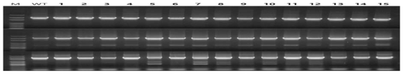 PCR verification of colonies on 2nd crossing over selection plate (gene#1-3)